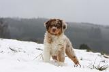 BERGER AUSTRALIEN PUPPIES 475